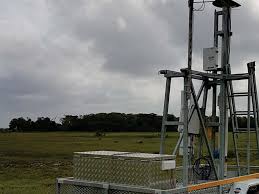 Image result for Trichoneura schlechteri