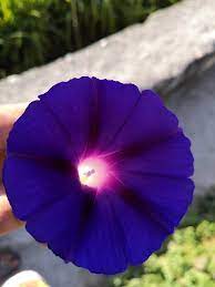 A Friend Took This Of A Morning Glory It Looks As If Someone Placed A Tiny Light In It Morning Glory Flowers Light