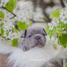 French bulldog puppies and dogs for sale, local or nationwide. Why Do French Bulldogs Cost So Much Nw Frenchies French Bulldog Breeder In Washington State Northwest Frenchies