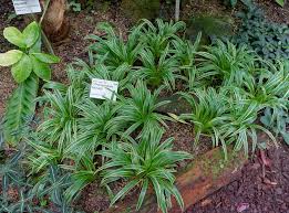 Image result for Chlorophytum fischeri