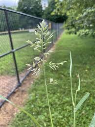 Image result for Eragrostis moggii