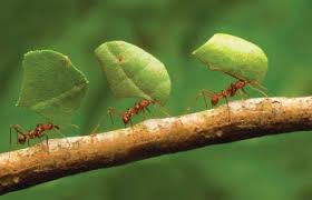 Comment Une Fourmi Souleve Plus De Son Poids La Fourmi Est La Plus Forte De La Nature Combien Pese Une Fourmi Et Combien Peut Elle Soulever