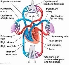 True Flow Chart Of The Heart Blood Flow Chart Through Heart