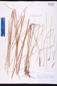 Image result for Elionurus tripsacoides