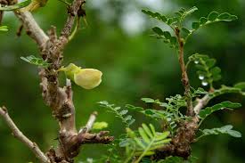 Image result for Ormocarpum