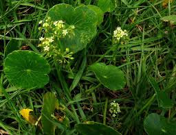 Image result for Hydrocotyle bonariensis