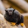 Common marmosets are very small monkeys with long tails. 3