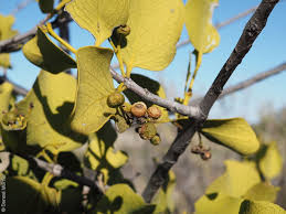 Image result for Psydrax locuples