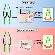 Lymph duct lymph trunk lymph node lymphatic collecting vessels, with valves. Ve Cadherin Is Required For Lymphatic Valve Formation And Maintenance Sciencedirect