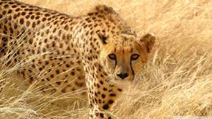 Free Wildlife Wallpapers Wallpaper Cave Here you can find the best wildlife wallpapers uploaded by our community. free wildlife wallpapers wallpaper cave