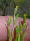 Image result for Microglossa