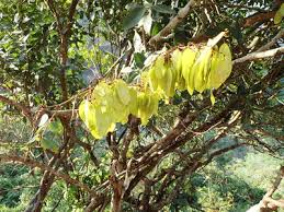 Image result for Dalbergia acutifoliolata