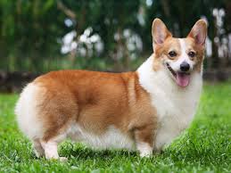 Pembroke Welsh Corgi Elityavru Com