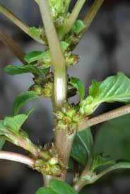 Image result for Amaranthus blitum