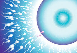Image result for food and sperm production