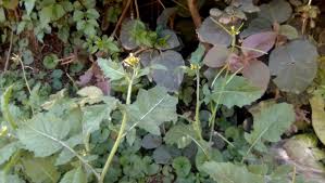 Image result for Erucastrum arabicum