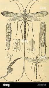 rapport annuel y compris un des insectes du new jersey 1909 62 8 state museum fig 255 long tailed mouche ichneumon megarhyssa lunator a b larve chef coloriage de licorne d&#x00027;hiver