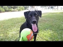 Dog Vision What Colors Can Dogs See And Can They See In The Dark Dogs Craft Photography Pet Travel