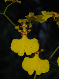 Image result for Ozoroa gomesiana