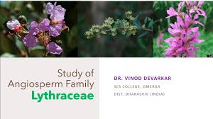 Image result for Lythraceae