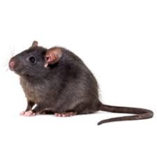Maybe you would like to learn more about one of these? Roof Rats Facts Identification Control Prevention Orkin Canada