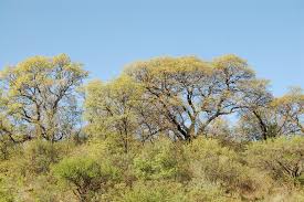 Image result for Schinopsis