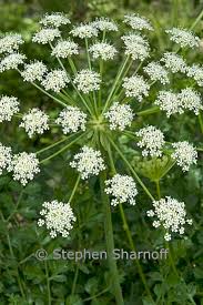 Image result for Oenanthe