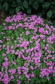 Pin On Shade Garden