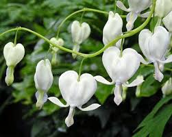 White Bleeding Hearts2 Roots One Of The Most Popular Mysaves Bleeding Heart Flower Shade Garden Plants Bleeding Heart