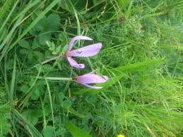 Das grummet ist auch nährstoffreicher und kräuterreicher und somit für kaninchen das bessere heu. Der Schleichende Tod Auf Dem Heuboden Reitturniere De News Ergebnisse Turnierkalender Ranglisten