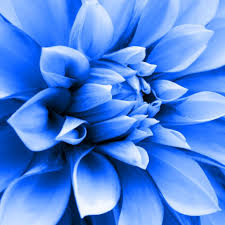 Besides good quality brands, you'll also find plenty of discounts when you shop for dahlia flower during big sales. Blue Blue Dahlia Blue Garden Blue Flowers