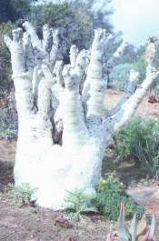 Image result for Cyphostemma jaegeri