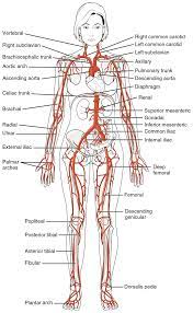 Printiable mape of arteries and viens. Main Arteries Of The Body Human Anatomy And Physiology Body Anatomy Medical Anatomy