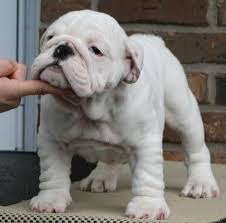 British bulldogs rarely bark but snore, snort, wheeze, grunt, and snuffle instead. Ultimate Bulldogs Bulldog Puppies Bulldog Puppies For Sale English Bulldog Puppies