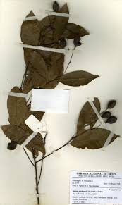 Image result for Maerua duchesnei