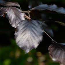 Image result for Fagus sylvatica