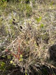 Image result for Cantinoa americana