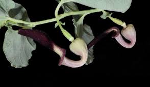 Image result for Aristolochia heppii