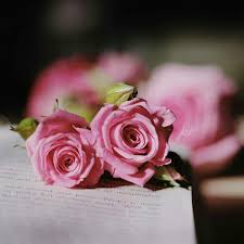 Pin By همسة صورة On ورد Flowers Rose Flowers Plants