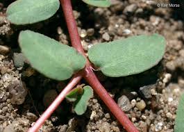 Image result for Euphorbia lissosperma