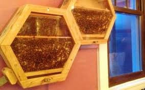 Animalia Al Rescate De Las Abejas El Sol De Cuernavaca