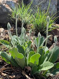 Image result for Gerbera viridifolia