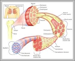 Muscle diagram, most important muscles of an athletic black man, anterior and posterior view, male body. Bones Anatomy System Human Body Anatomy Diagram And Chart Images