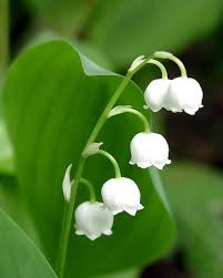 Check spelling or type a new query. Obituary For Margaret Irene Van Horne Yates Memorial Services