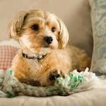 Shorkie Puppy Information - Pets