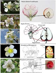 Image result for Rosaceae