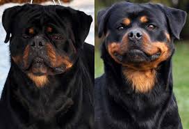 I have four beautiful , healthy rottweiler puppies for sale there 7 weeks and 3 days old today. Muck Anabelle M Rottweiler Puppies For Sale King Rottweilers