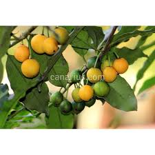 Image result for Garcinia huillensis