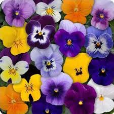 Viola Flower Garden Seeds Sorbet F1 Series Mix 100 Seeds Annual Flower Gardening Seeds Walmart Com Viola Flower Flower Seeds Annual Flowers