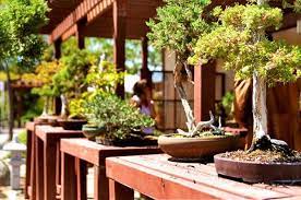 Japanese Friendship Garden Hidden San Diego Zen Garden Kid Friendly Fun Garden